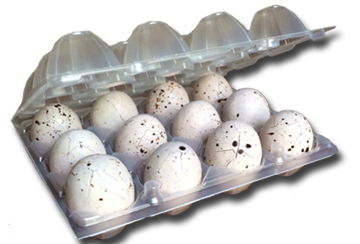 Quails2